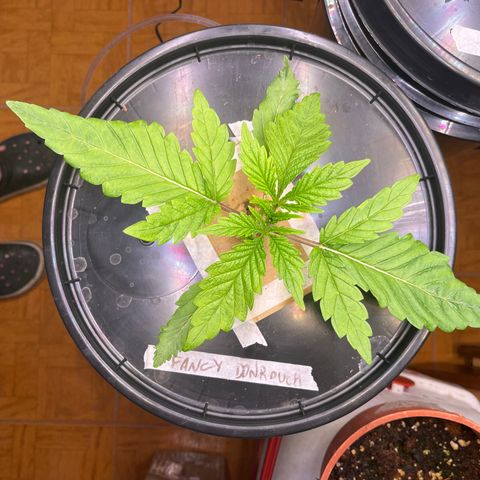 Fancy Donrouch growlog timeline photo