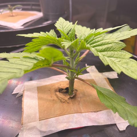 Fancy Donrouch growlog timeline photo