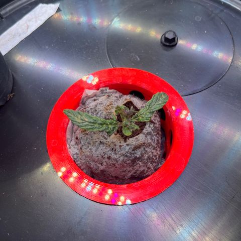 Grapefruit  growlog timeline photo