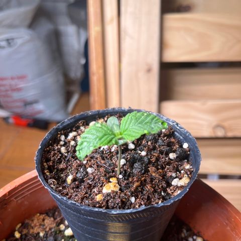 Pacoima kush x red runtz growlog timeline photo