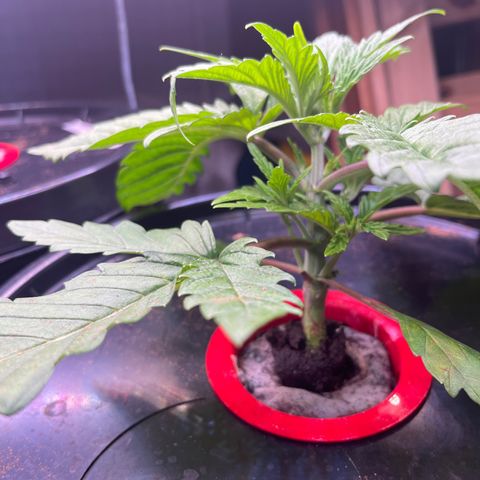 Fancy Donrouch growlog timeline photo