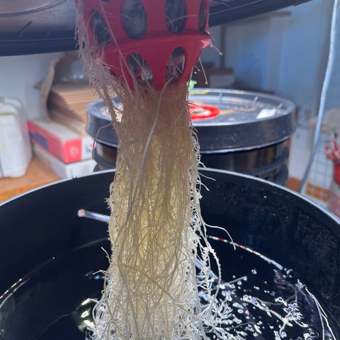 Fancy Donrouch growlog timeline photo