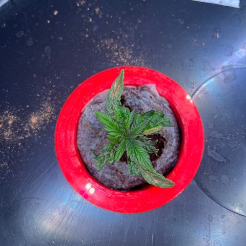 Grapefruit  growlog timeline photo