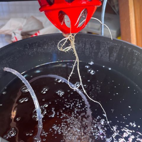 Grapefruit  growlog timeline photo