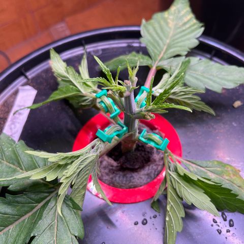 Fancy Donrouch growlog photo: Apical y lst 
