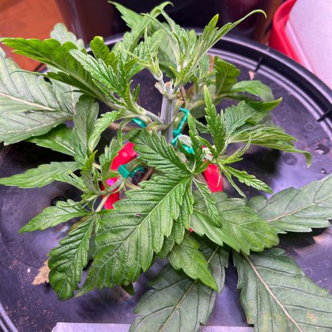 Fancy Donrouch growlog photo: Cambio de nutrientes 