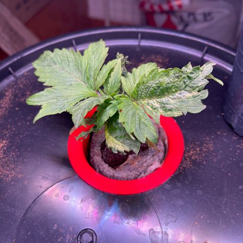 Grapefruit  growlog timeline photo