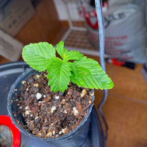 Pacoima kush x red runtz growlog timeline photo