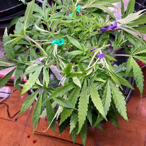 Fancy Donrouch growlog timeline photo