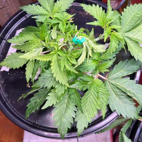Grapefruit  growlog timeline photo