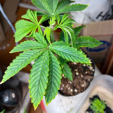Pacoima kush x red runtz growlog timeline photo