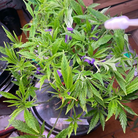 Fancy Donrouch growlog timeline photo