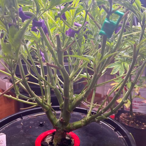 Fancy Donrouch growlog timeline photo