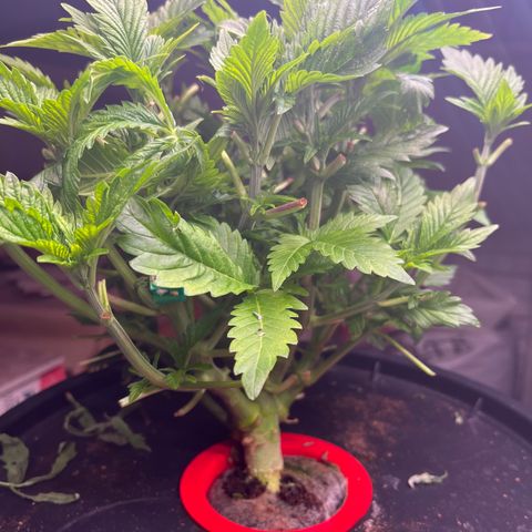 Grapefruit  growlog timeline photo