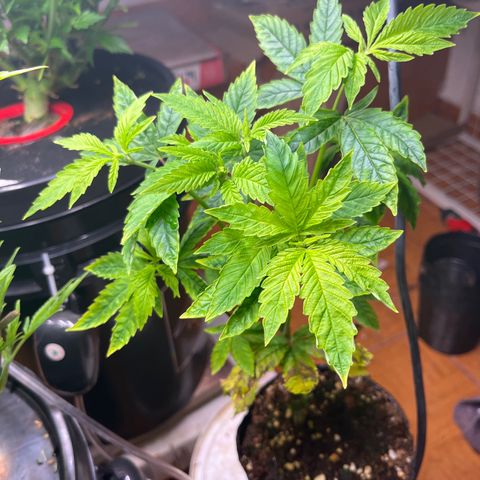 Pacoima kush x red runtz growlog timeline photo