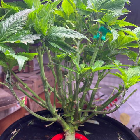 Grapefruit  growlog timeline photo