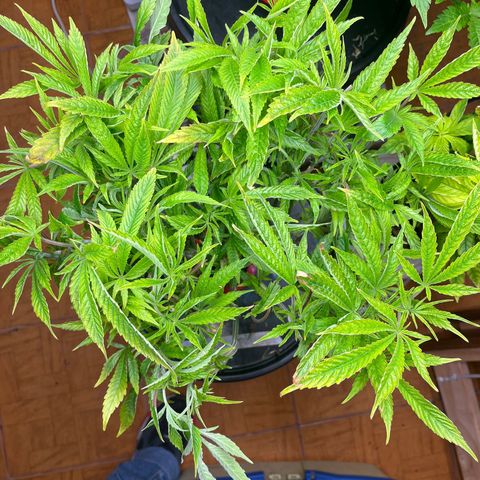 Fancy Donrouch growlog timeline photo