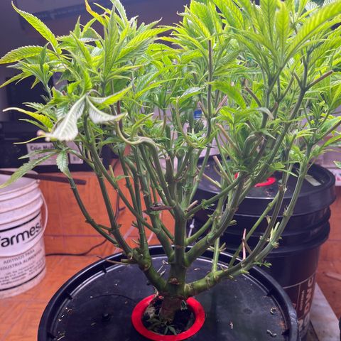 Fancy Donrouch growlog timeline photo