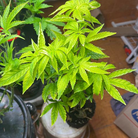 Pacoima kush x red runtz growlog timeline photo