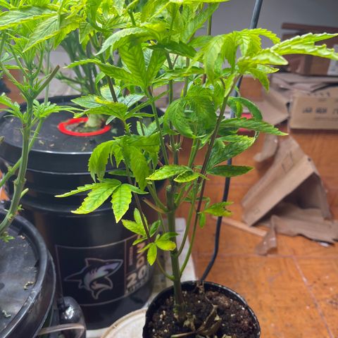 Pacoima kush x red runtz growlog timeline photo