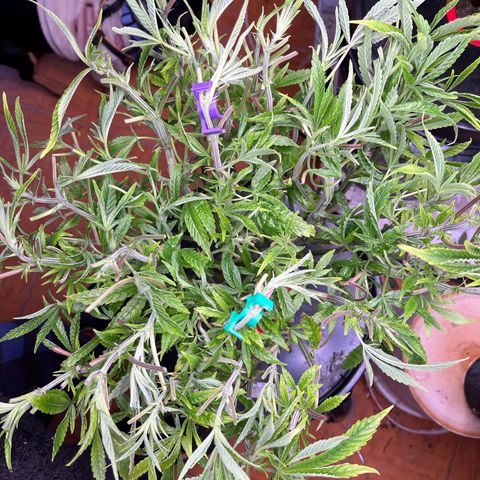 Fancy Donrouch growlog timeline photo