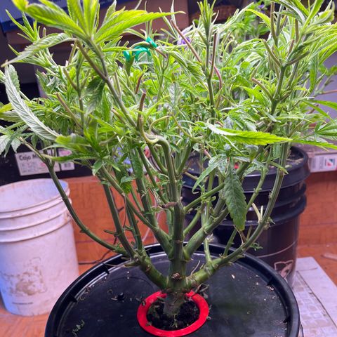 Fancy Donrouch growlog timeline photo