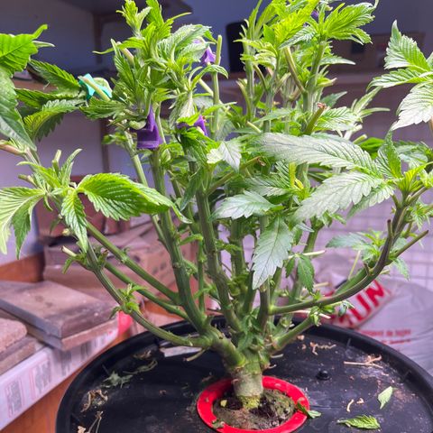 Grapefruit  growlog timeline photo