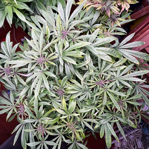Fancy Donrouch growlog timeline photo
