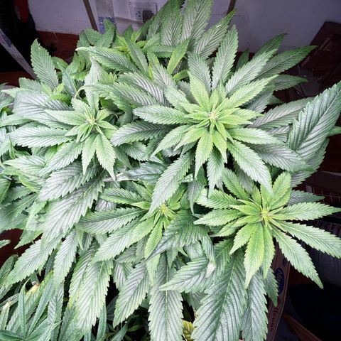 Grapefruit  growlog timeline photo