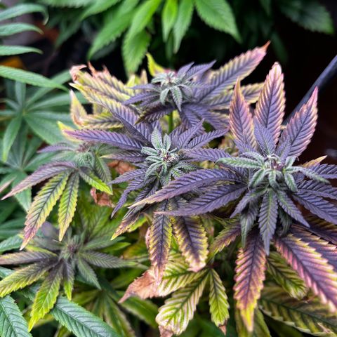 Pacoima kush x red runtz growlog timeline photo