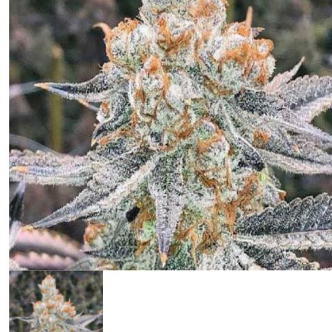Peanut butter breath growlog timeline photo