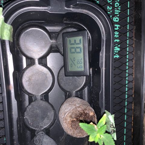 Peanut butter breath growlog timeline photo