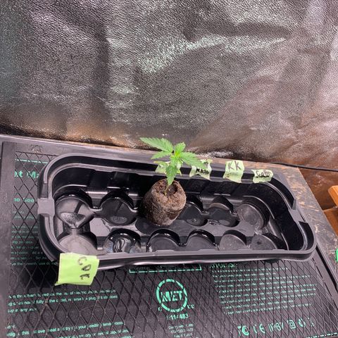 Peanut butter breath growlog timeline photo