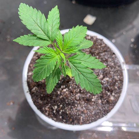 Peanut butter breath growlog timeline photo