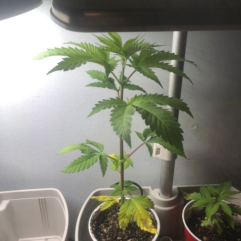 Peanut butter breath growlog photo: veg here till outdoors in 2 weeks 