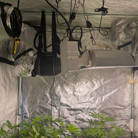 BLACK CHERRY growlog timeline photo