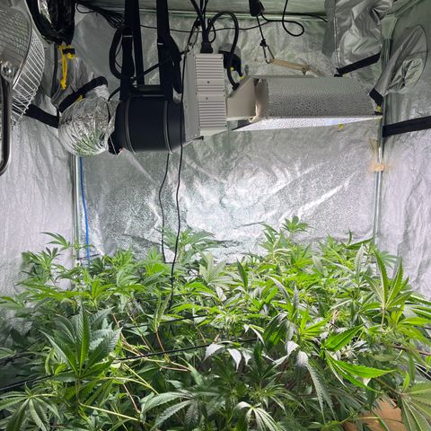 BLACK CHERRY growlog timeline photo