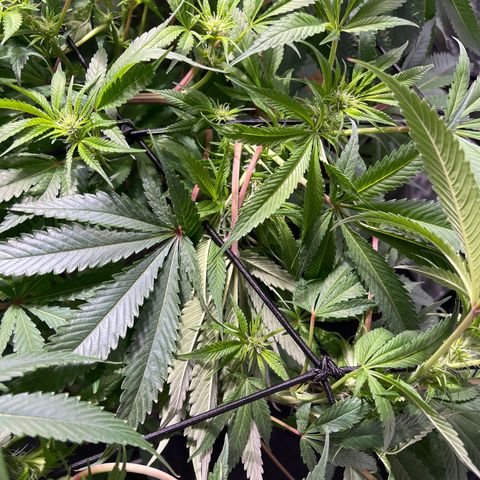 BLACK CHERRY growlog timeline photo