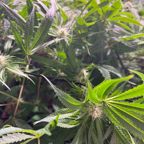 BLACK CHERRY growlog timeline photo