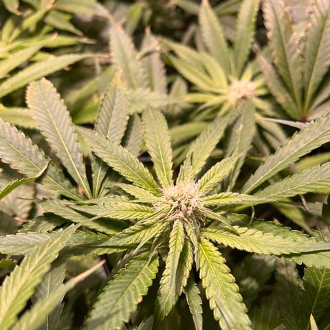 BLACK CHERRY growlog timeline photo