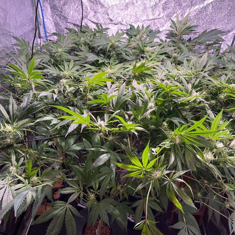 BLACK CHERRY growlog timeline photo