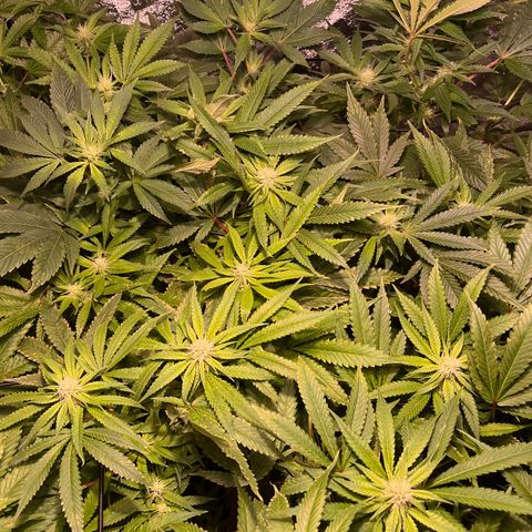 BLACK CHERRY growlog timeline photo