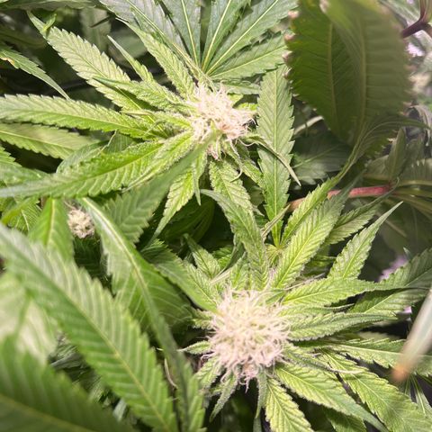 BLACK CHERRY growlog timeline photo