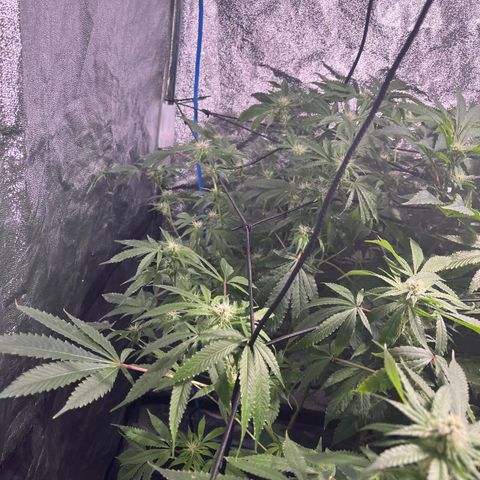 BLACK CHERRY growlog timeline photo