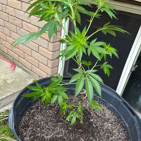 Peanut butter breath growlog timeline photo