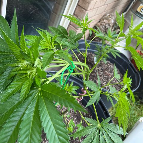 Peanut butter breath growlog timeline photo
