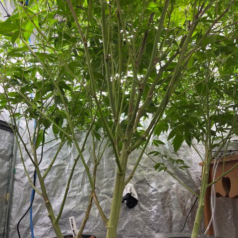 BLACK CHERRY growlog timeline photo