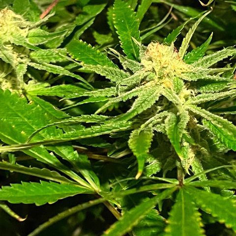 BLACK CHERRY growlog timeline photo