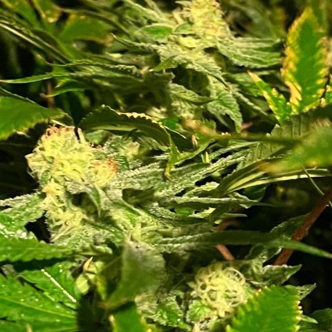 BLACK CHERRY growlog timeline photo