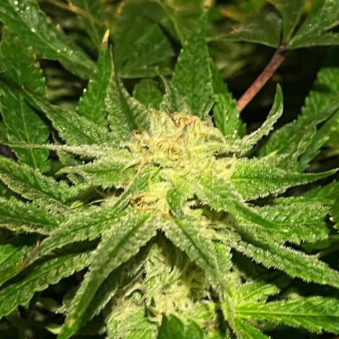 BLACK CHERRY growlog timeline photo